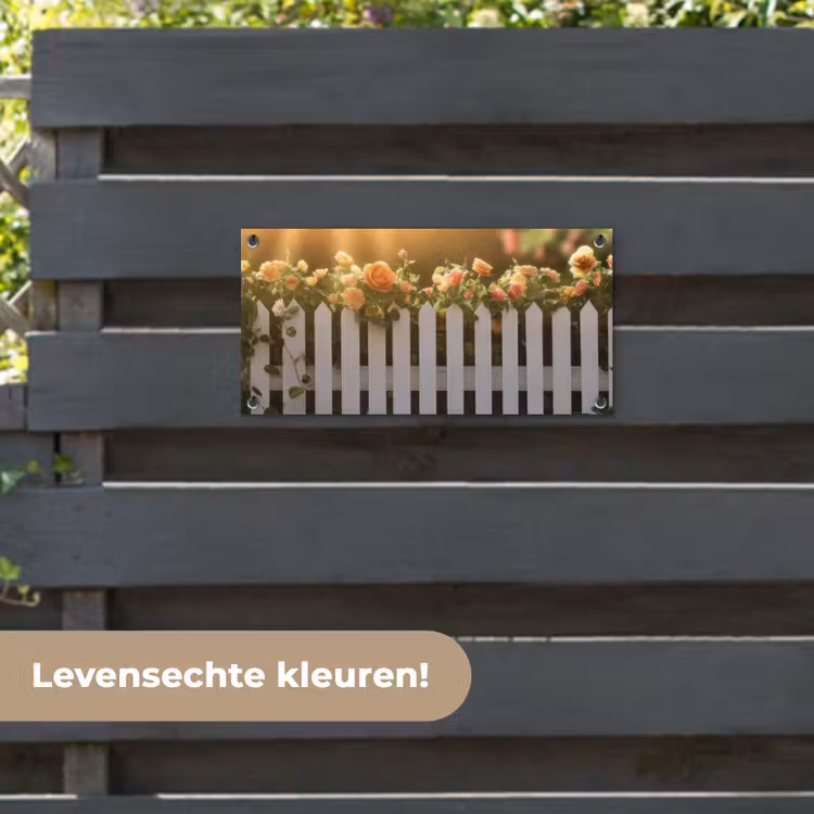 Tuinposter - Rozen - Hek - Zonlicht — 6