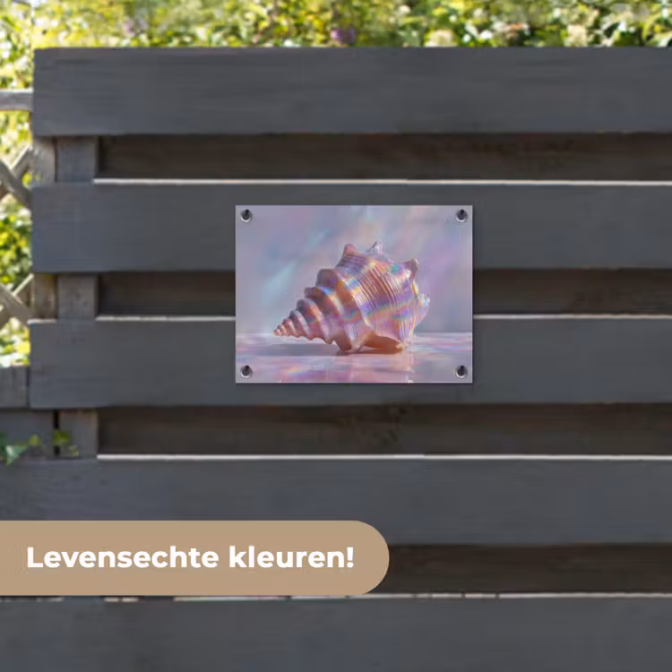 Tuinposter - Schelp - Glanzend - Regenboogtinten — 6