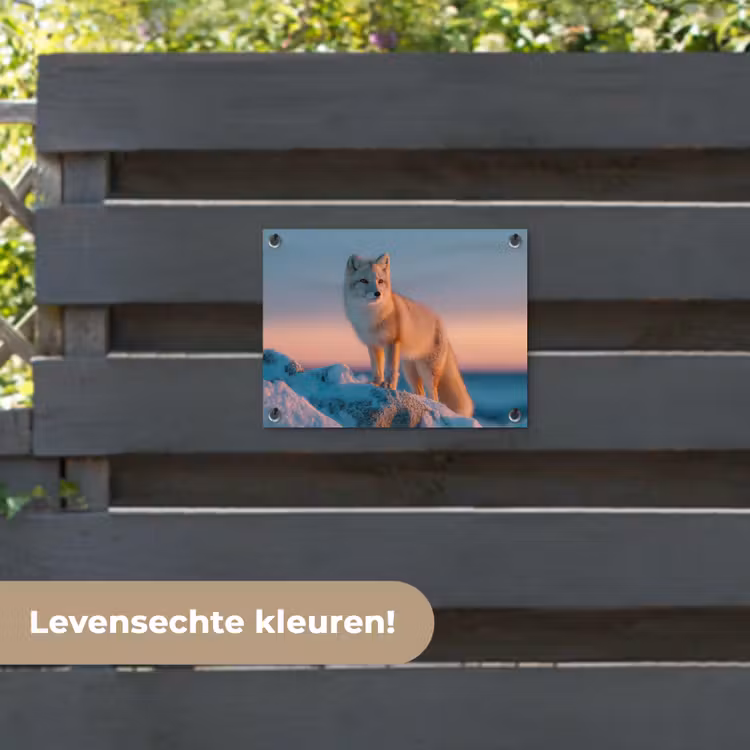Tuinposter - Poolvos - Rots - Sneeuw - Wit — 6