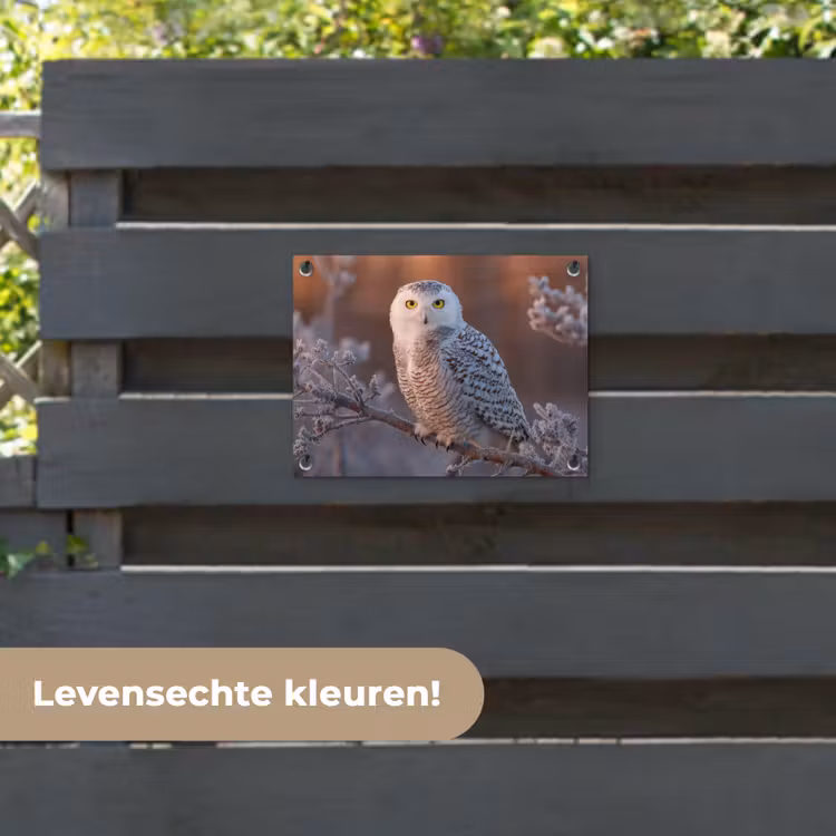Tuinposter - Sneeuwuil - Wit - Tak - Sneeuw — 6