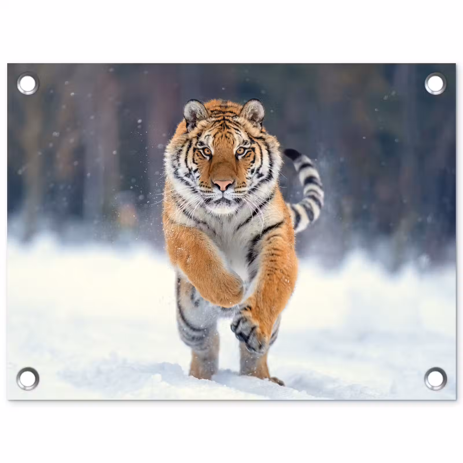 Tuinposter - Tijger - Landschap - Sneeuw - Winter - Dieren — 1