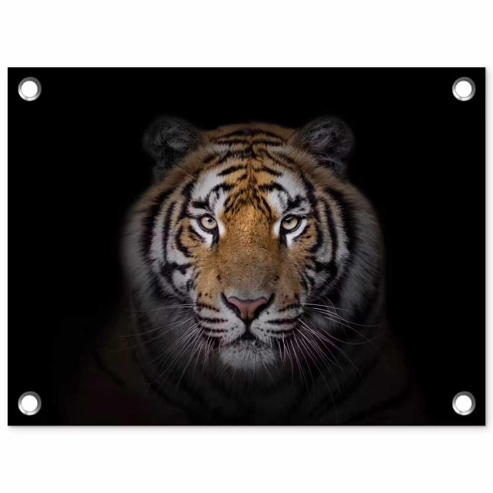 Tuinposter - Tijger - Wilde dieren - Portret - Zwart - Dieren — 1