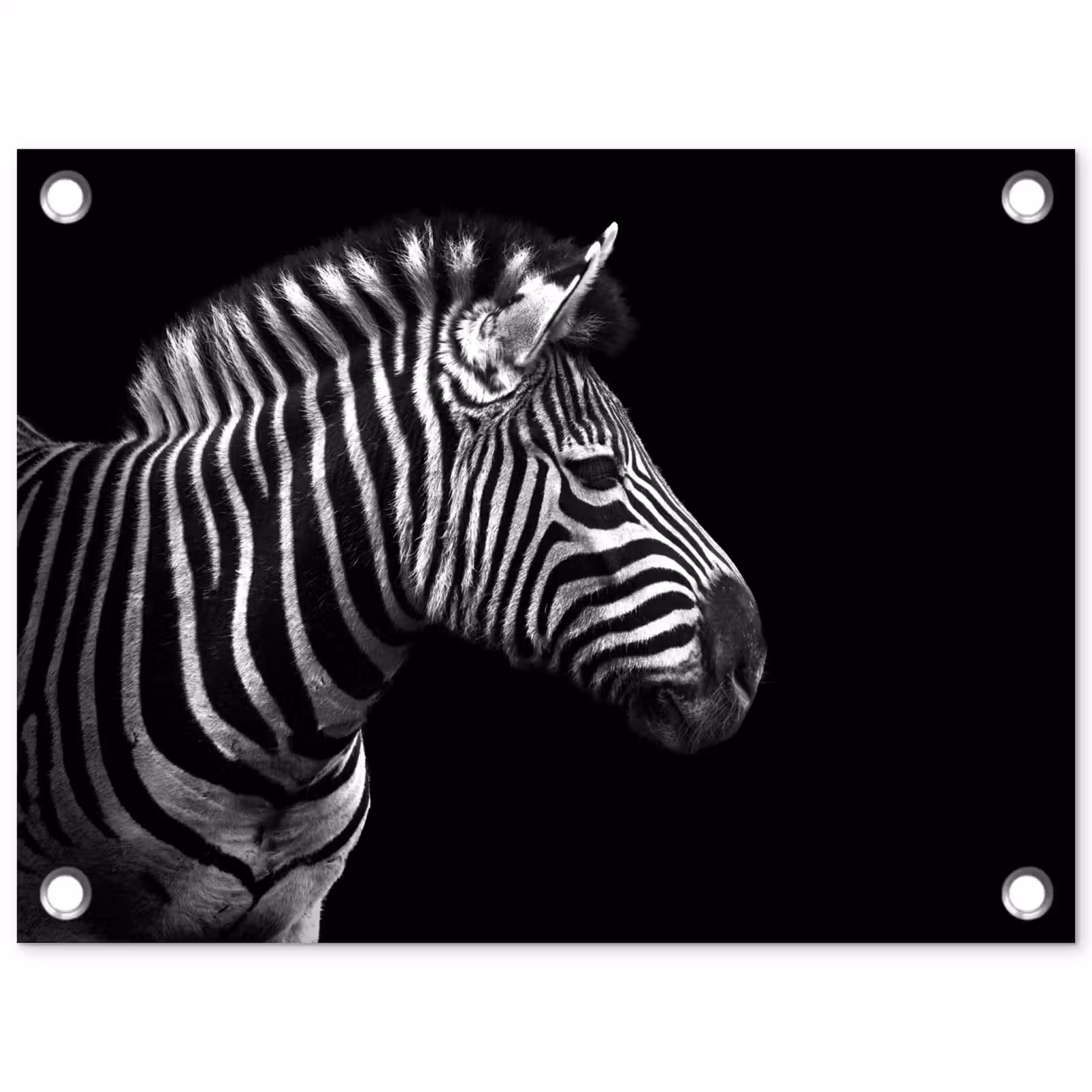 Tuinposter - Zebra - Zwart - Wit - Portret - Dieren — 1