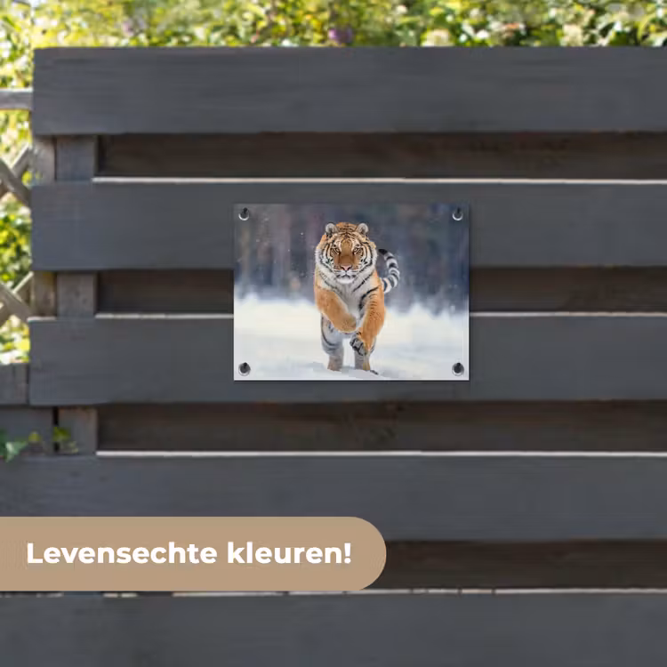 Tuinposter - Tijger - Landschap - Sneeuw - Winter - Dieren — 6