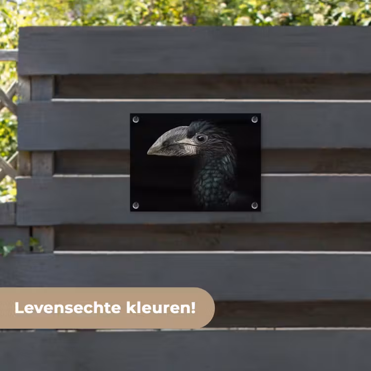 Tuinposter - Vogel - Portret - Neushoornvogel - Zwart - Dieren — 6