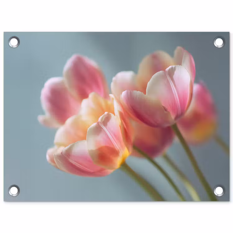 Tuinposter - Tulpen - Roze - Stelen — 1