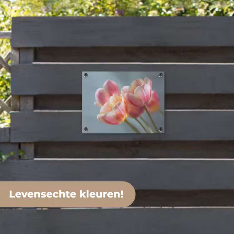 Tuinposter - Tulpen - Roze - Stelen — 6