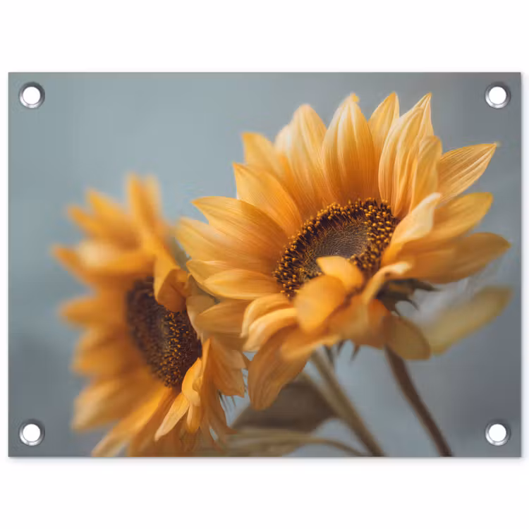 Tuinposter - Zonnebloemen - Geel - Wazig — 1
