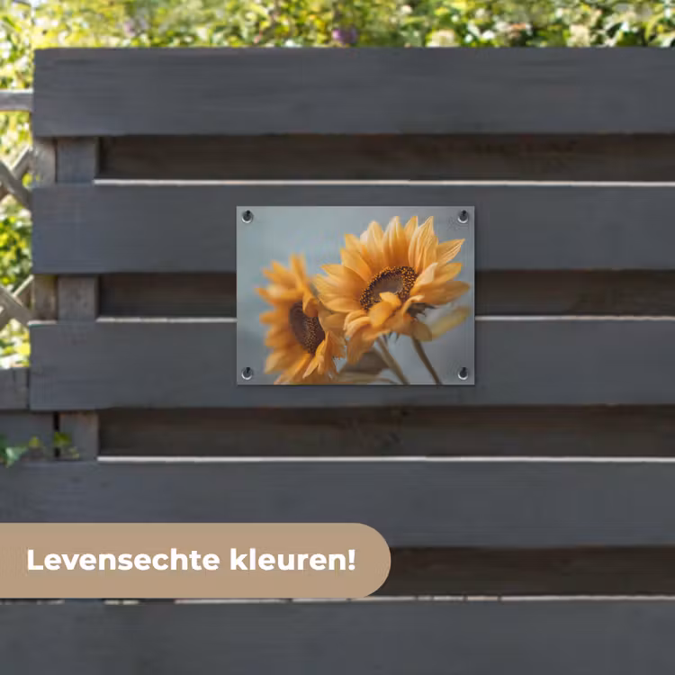 Tuinposter - Zonnebloemen - Geel - Wazig — 6