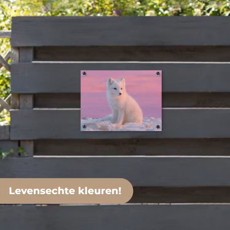 Tuinposter - Poolvos - Sneeuw - Roze — 6
