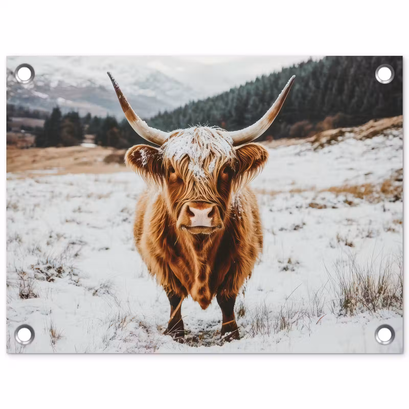 Tuinposter - Schotse Hooglander - Landschap - Sneeuw - Bergen - Winter — 1