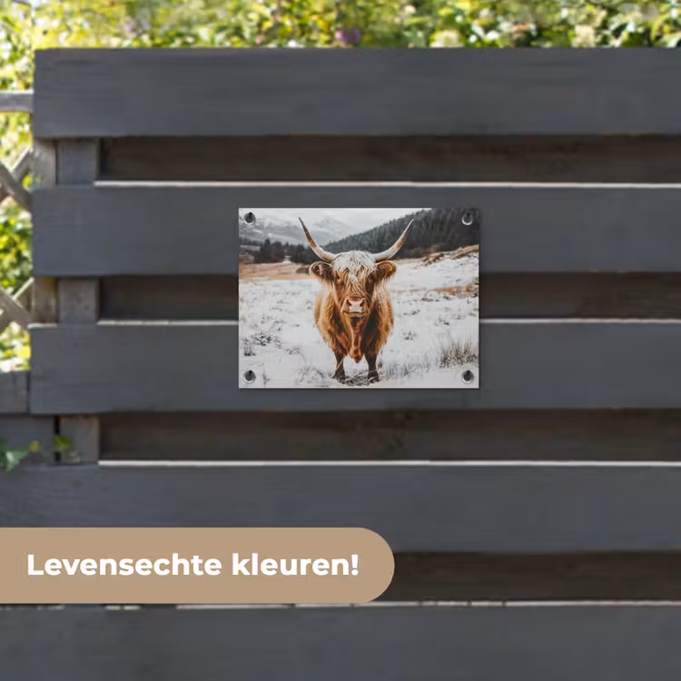 Tuinposter - Schotse Hooglander - Landschap - Sneeuw - Bergen - Winter — 6