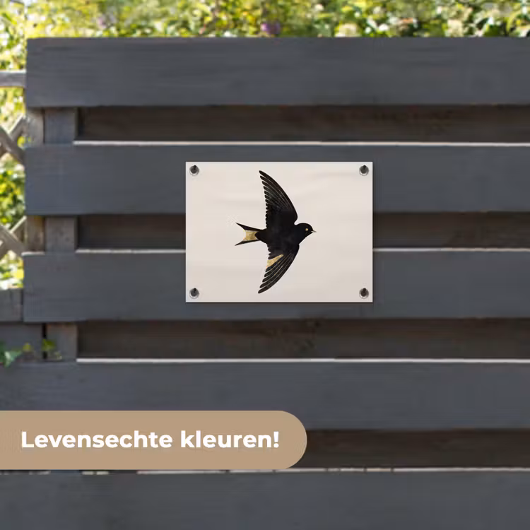 Tuinposter - Zwarte zwaluw - Gouden accenten - Lichte achtergrond — 6