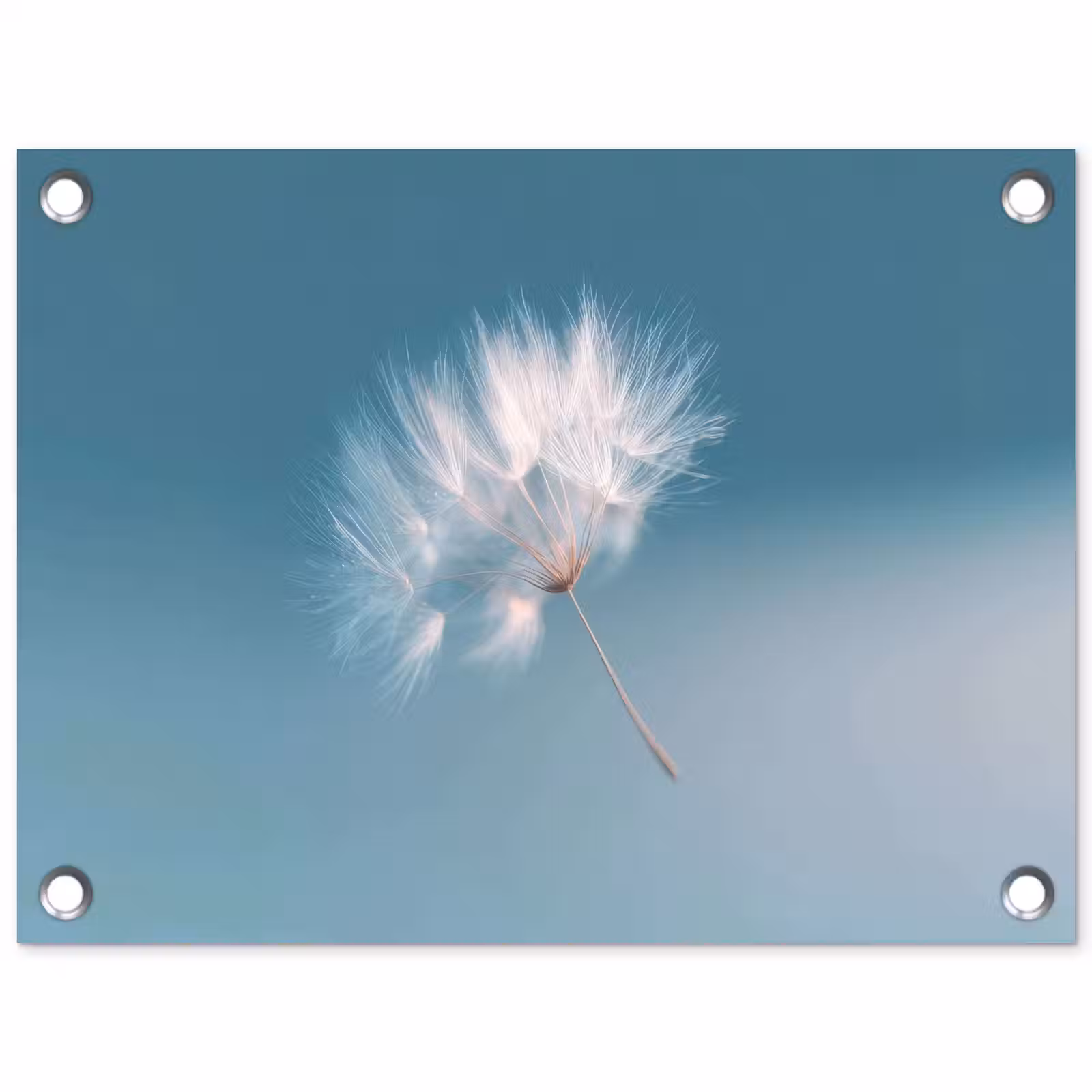 Tuinposter - Paardenbloempluisje - Blauw - Lucht — 1