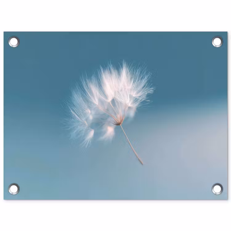 Tuinposter - Paardenbloempluisje - Blauw - Lucht — 1