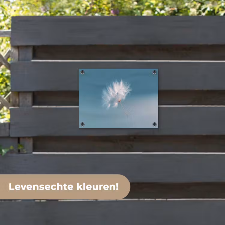Tuinposter - Paardenbloempluisje - Blauw - Lucht — 6