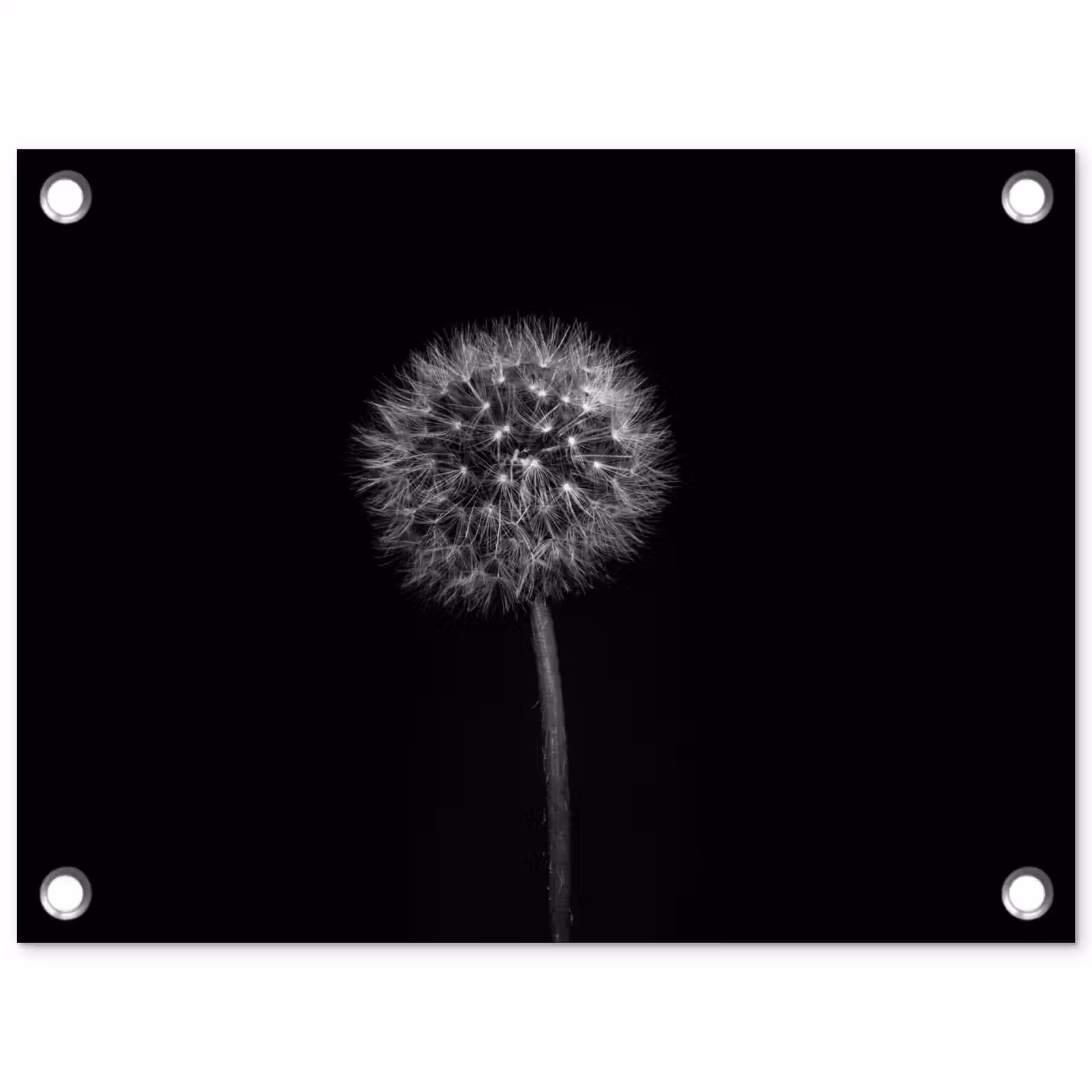 Tuinposter - Paardenbloem - Zwart - Bloemen - Botanisch — 1