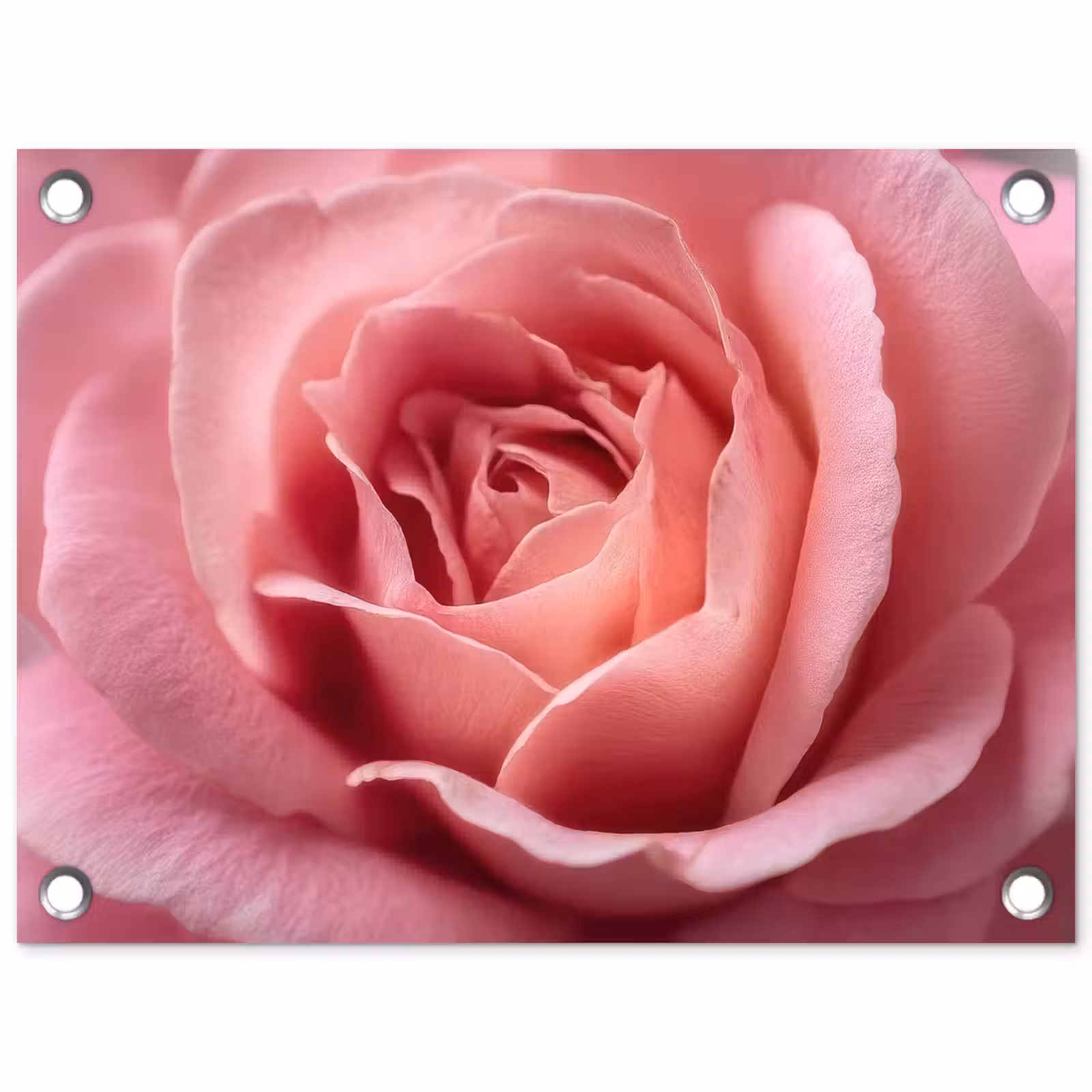 Tuinposter - Roze - Roos - Romantisch — 1