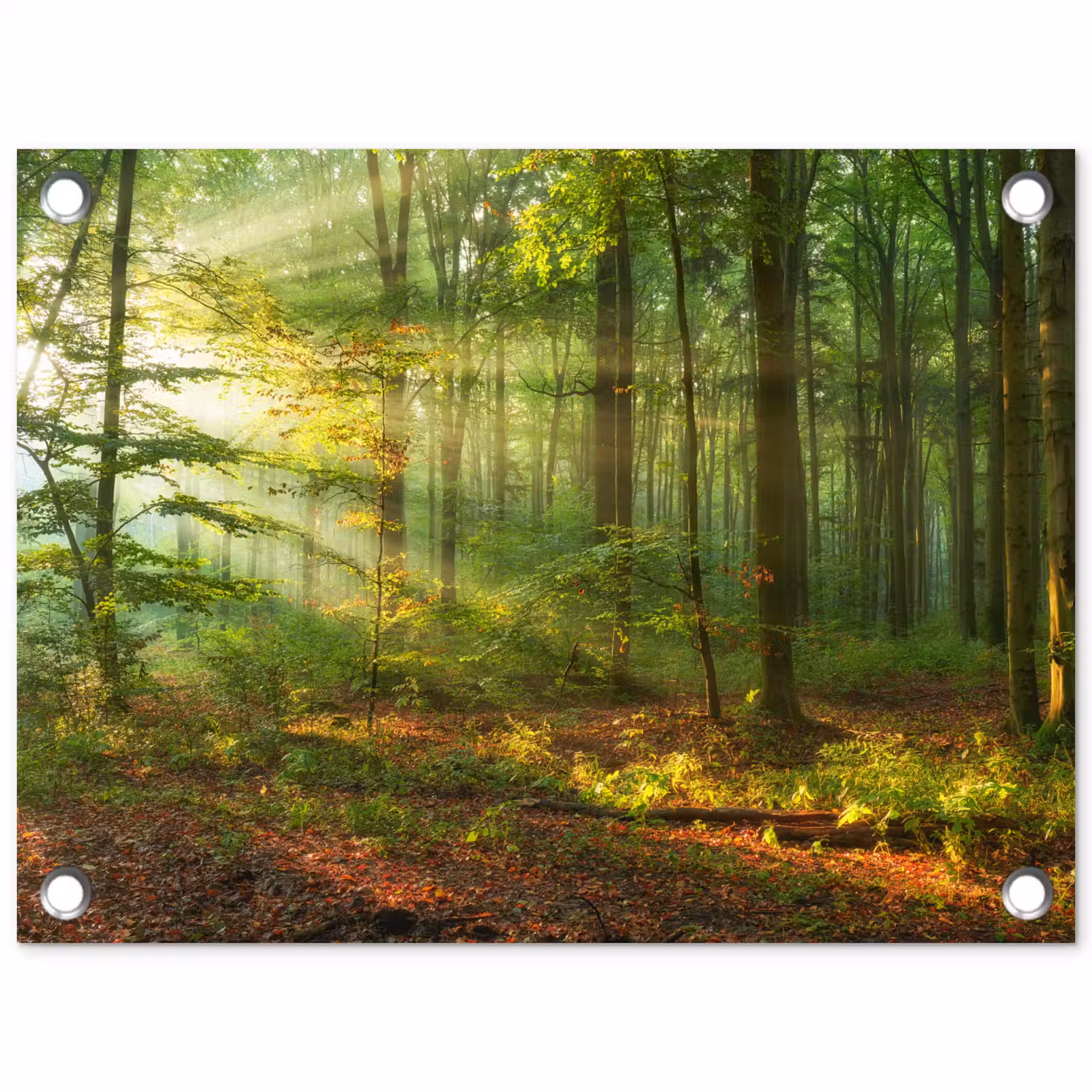 Tuinposter - Zon - Bos - Bomen - Natuur - Herfst — 1