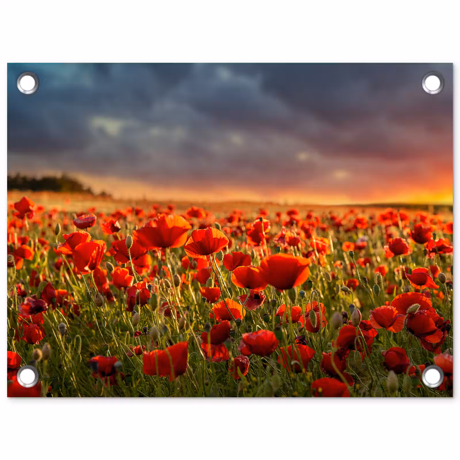 Tuinposter - Zonsondergang - Klaprozen - Rood - Bloemen - Veld - Natuur — 1
