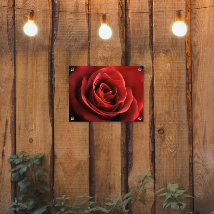 Tuinposter - Rood - Roos - Romantisch — 3