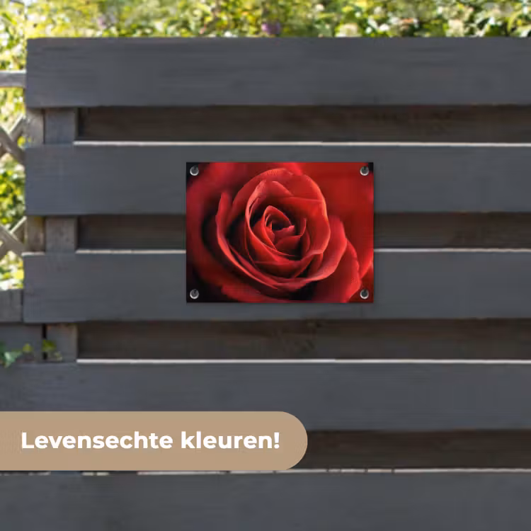 Tuinposter - Rood - Roos - Romantisch — 6