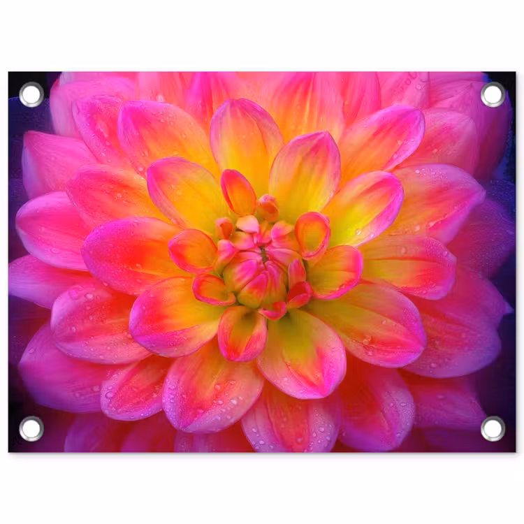 Tuinposter - Roze - Dahlia - Kleurrijk — 1