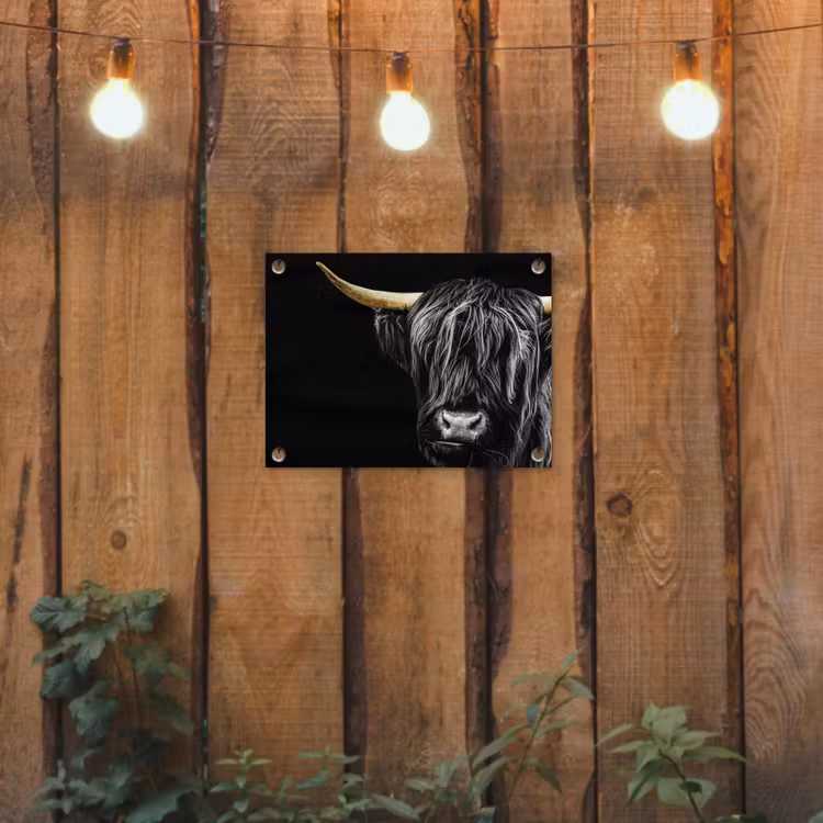 Tuinposter - Schotse hooglander - Goud - Vacht - Dieren - Koe — 3