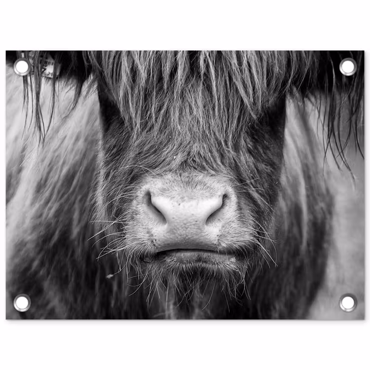 Tuinposter - Schotse hooglander - Koe - Zwart - Wit - Dieren — 1
