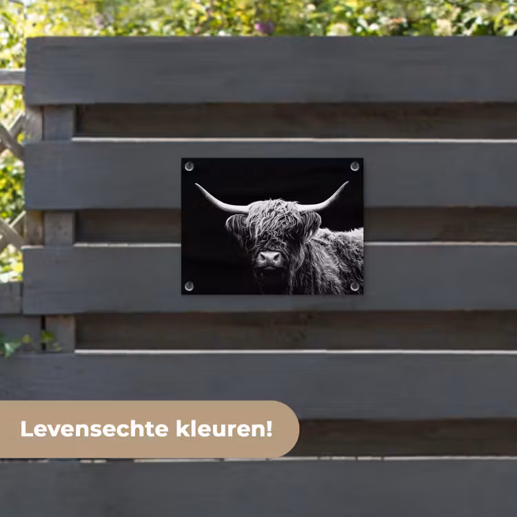 Tuinposter - Schotse Hooglander - Koe - Zwart - Wit - Dieren — 6