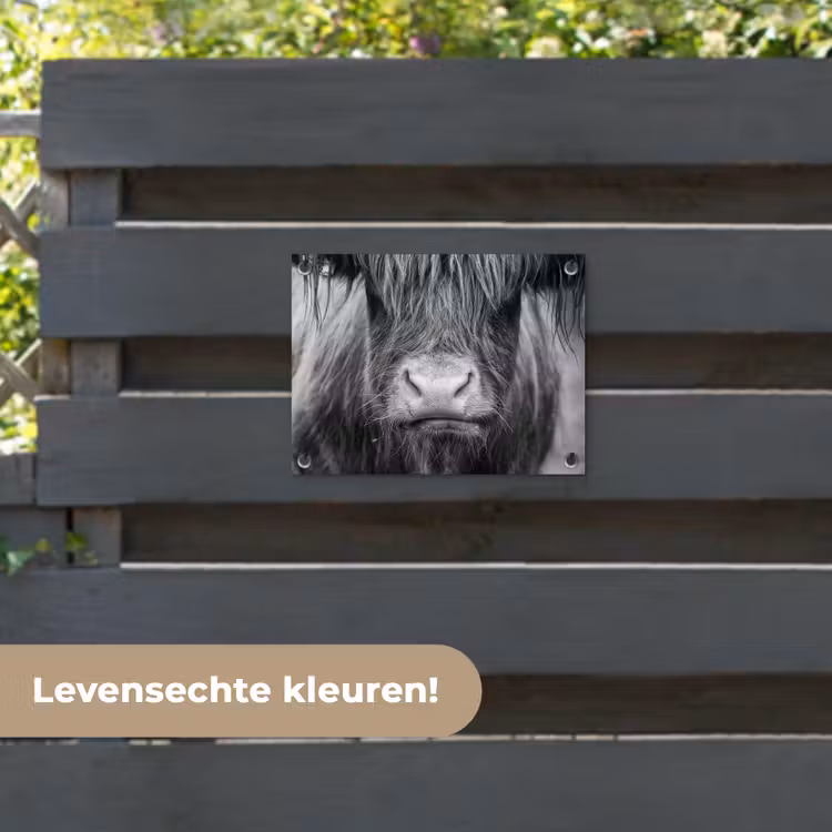 Tuinposter - Schotse hooglander - Koe - Zwart - Wit - Dieren — 6