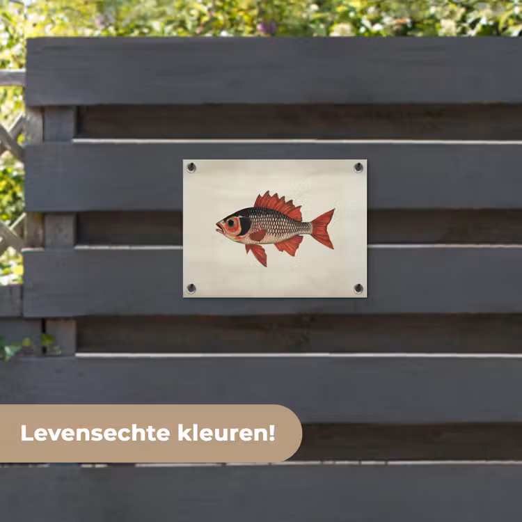 Tuinposter - Schubben - Rood - Vis - Vinnen — 6