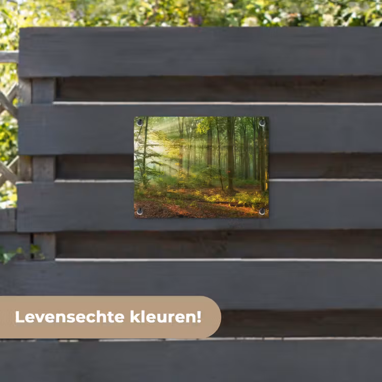 Tuinposter - Zon - Bos - Bomen - Natuur - Herfst — 6