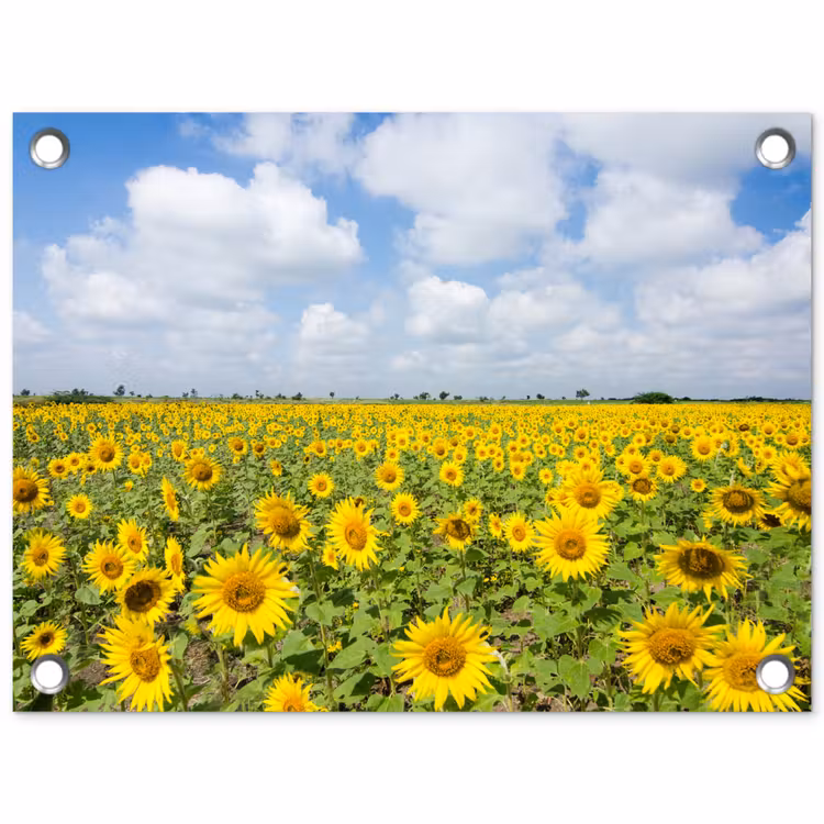 Tuinposter - Zonnebloemen - Bloemen - Wolken - Natuur - Geel - Landschap — 1