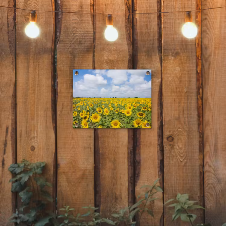 Tuinposter - Zonnebloemen - Bloemen - Wolken - Natuur - Geel - Landschap — 2