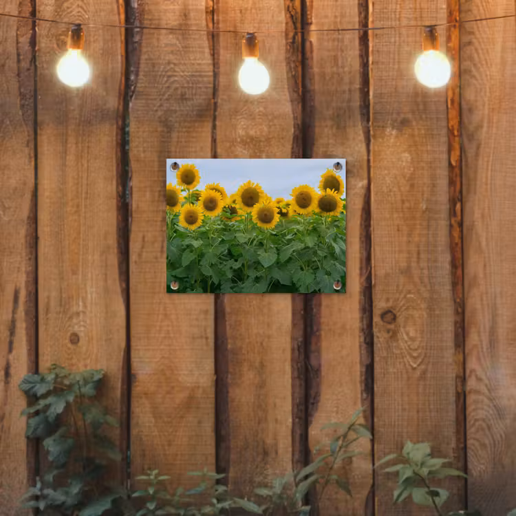 Tuinposter - Zonnebloemen - Geel - Natuur — 3