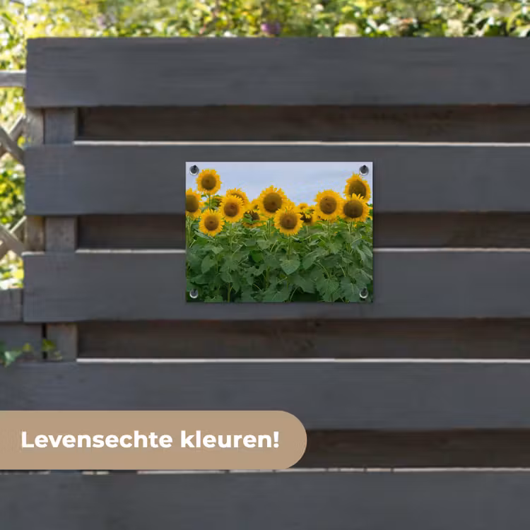 Tuinposter - Zonnebloemen - Geel - Natuur — 6