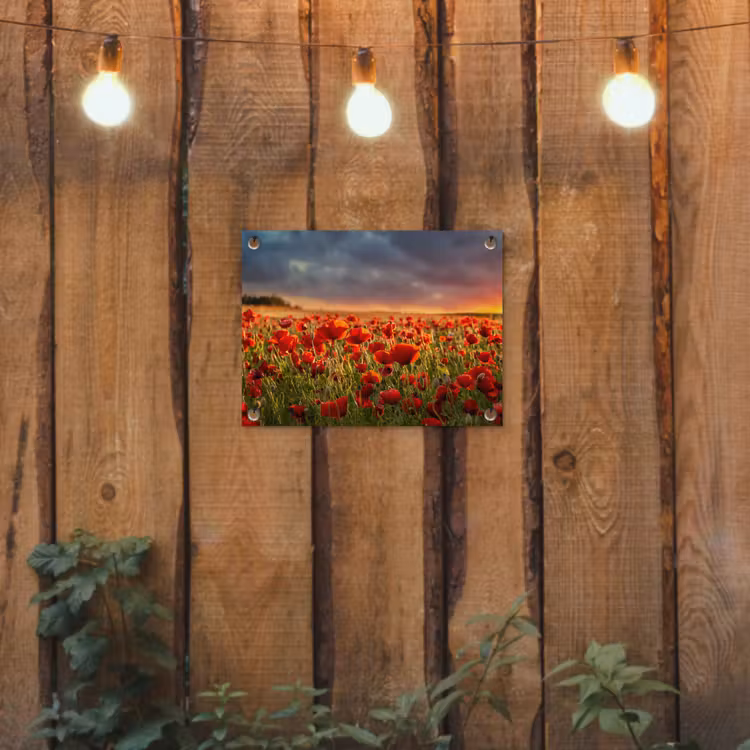 Tuinposter - Zonsondergang - Klaprozen - Rood - Bloemen - Veld - Natuur — 3