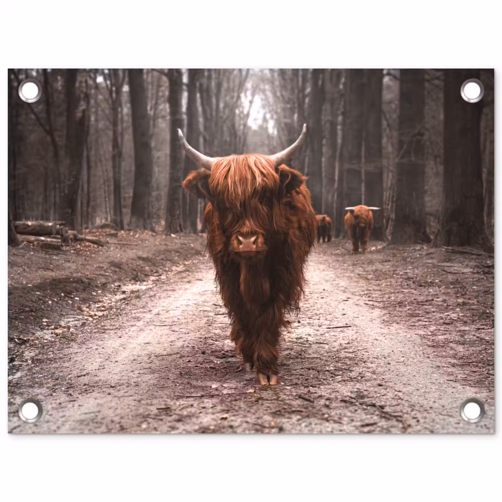Tuinposter - Schotse hooglander - Bos - Koe - Dieren - Natuur — 1