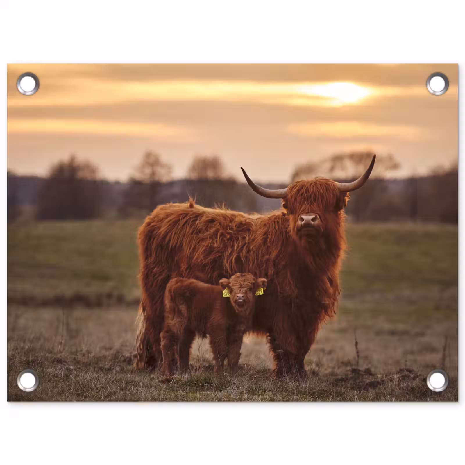 Tuinposter - Schotse hooglander - Dieren - Landschap - Zonsondergang - Koe — 1