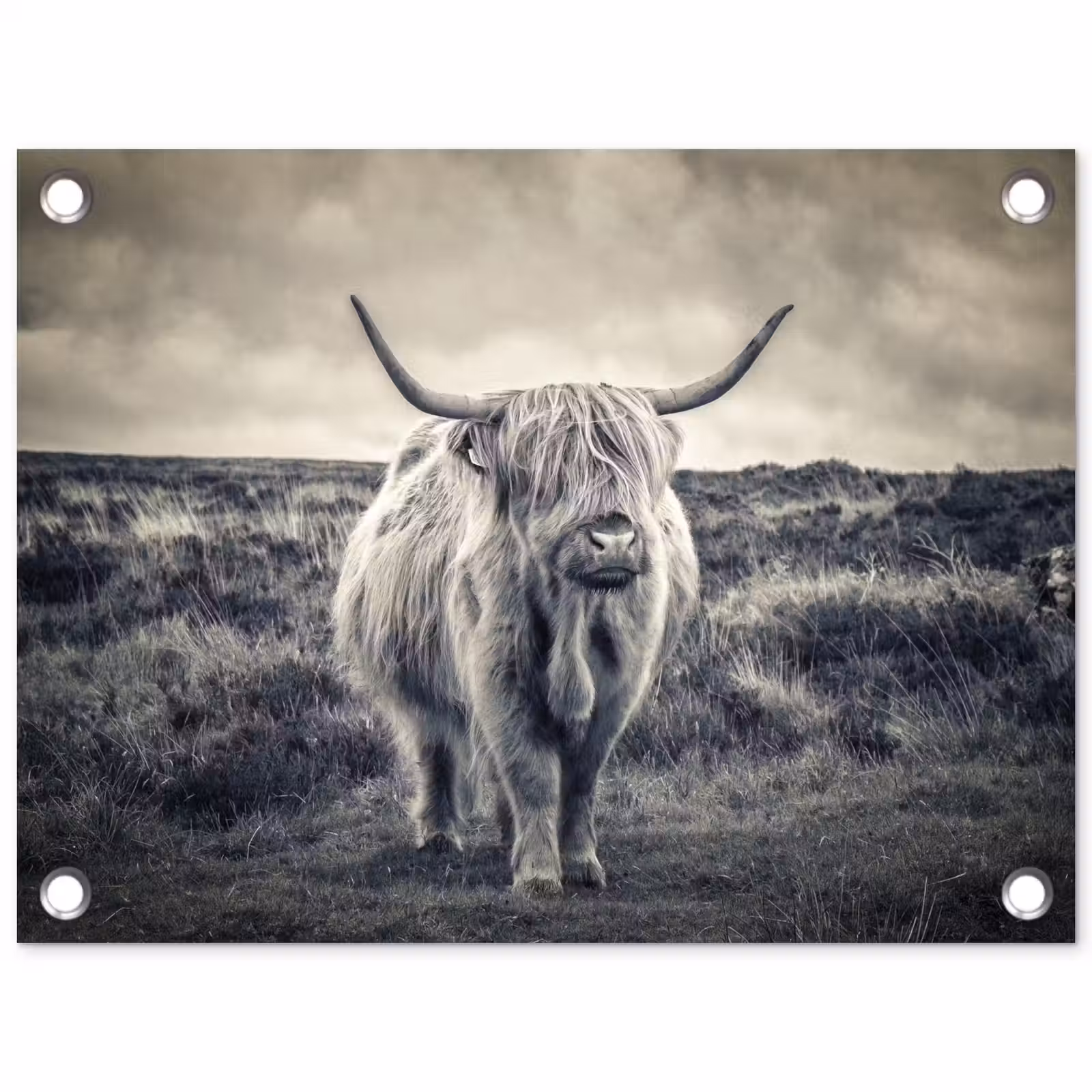 Tuinposter - Schotse hooglander - Dieren - Wolken - Koe - Natuur — 1