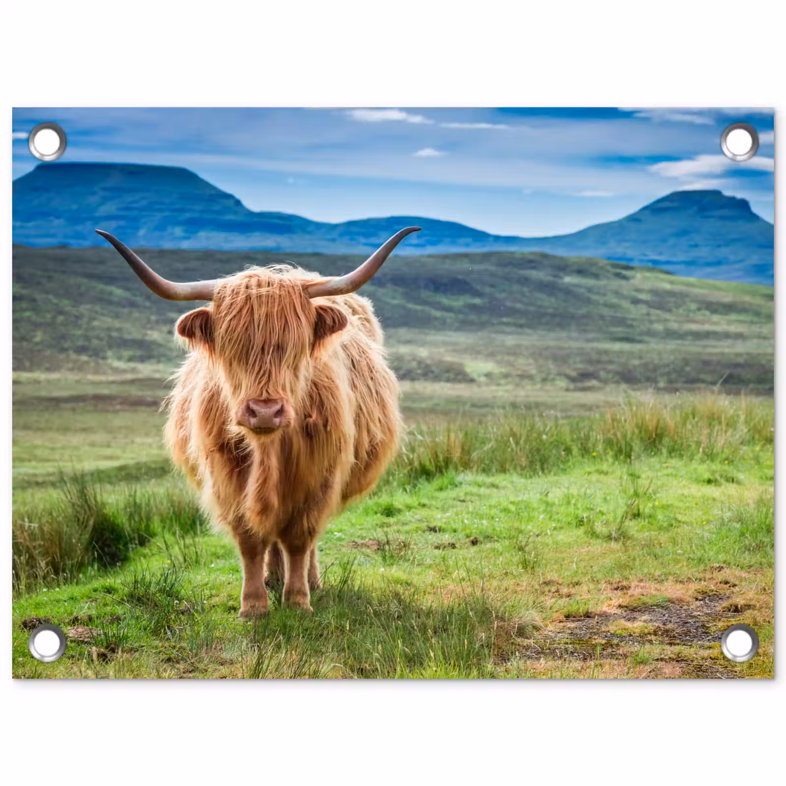 Tuinposter - Schotse hooglander - Koe - Natuur - Berg - Gras — 1