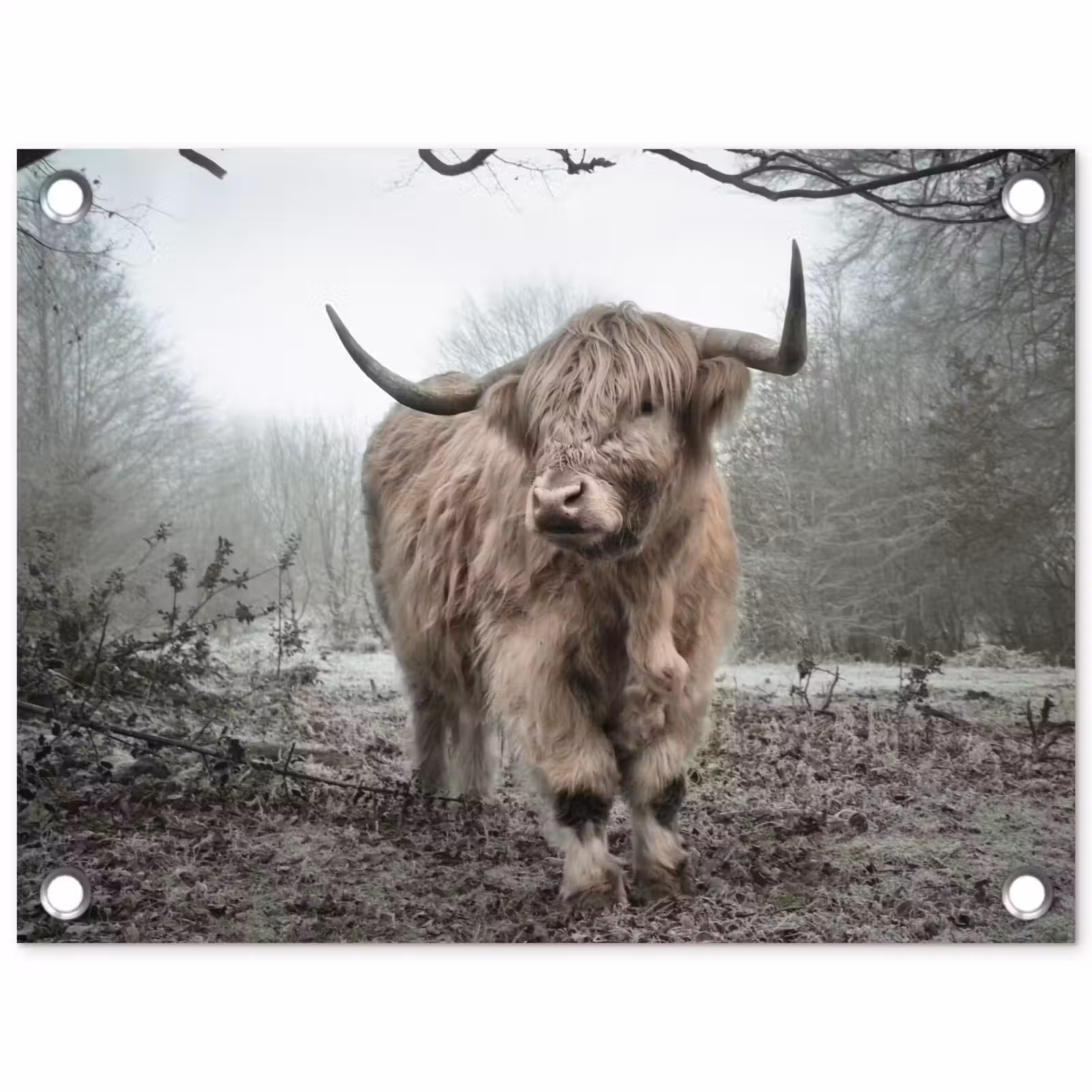 Tuinposter - Schotse hooglander - Natuur - Herfst - Dieren - Wild - Bos — 1