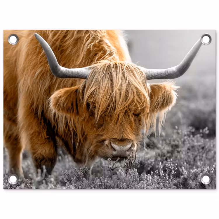 Tuinposter - Schotse Hooglander - Dieren - Bruin - Koe - Zwart - Wit - Natuur — 1