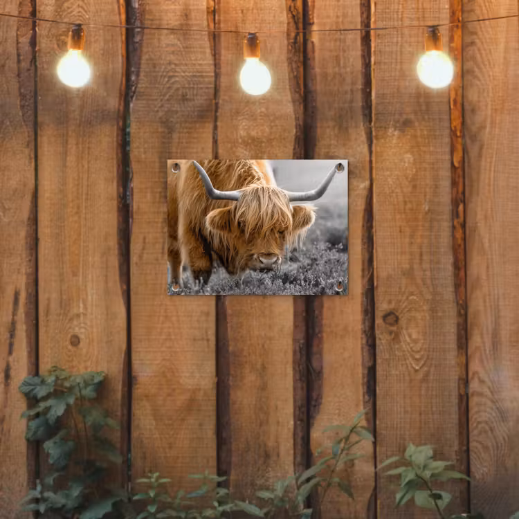 Tuinposter - Schotse Hooglander - Dieren - Bruin - Koe - Zwart - Wit - Natuur — 3