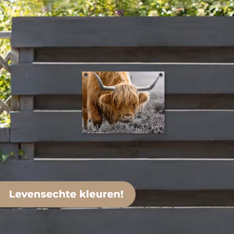 Tuinposter - Schotse Hooglander - Dieren - Bruin - Koe - Zwart - Wit - Natuur — 6