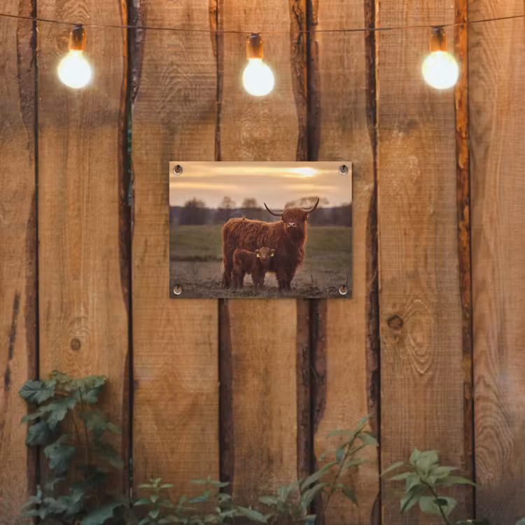 Tuinposter - Schotse hooglander - Dieren - Landschap - Zonsondergang - Koe — 3