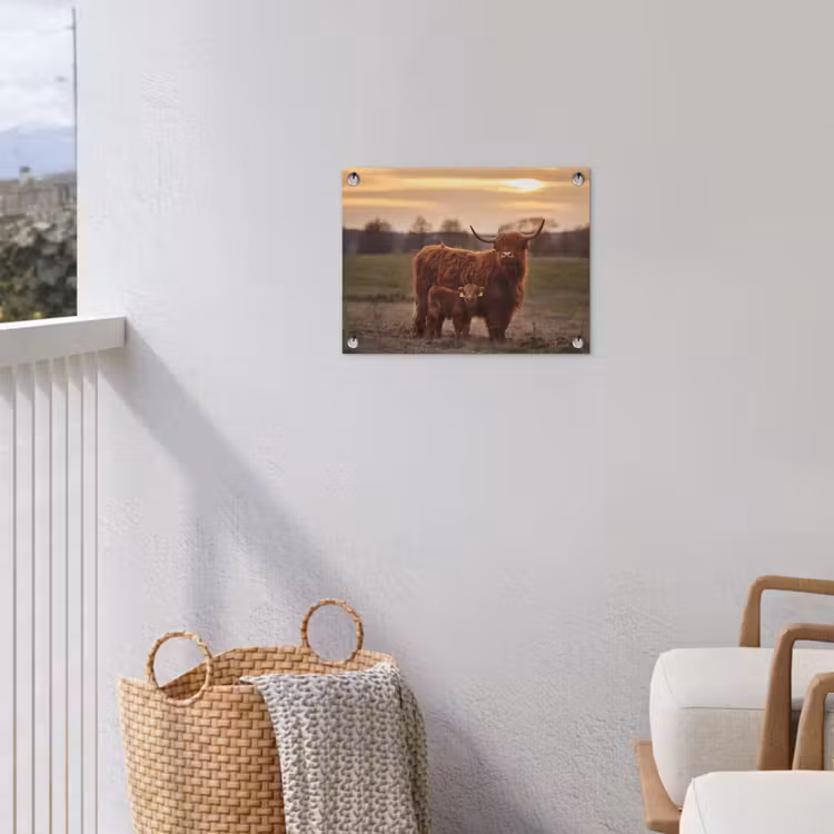 Tuinposter - Schotse hooglander - Dieren - Landschap - Zonsondergang - Koe — 5