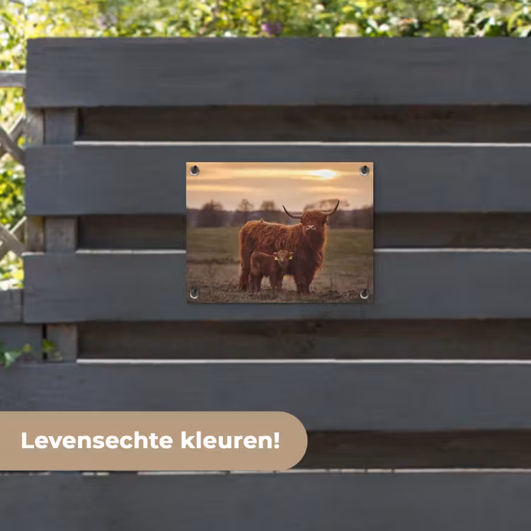 Tuinposter - Schotse hooglander - Dieren - Landschap - Zonsondergang - Koe — 6
