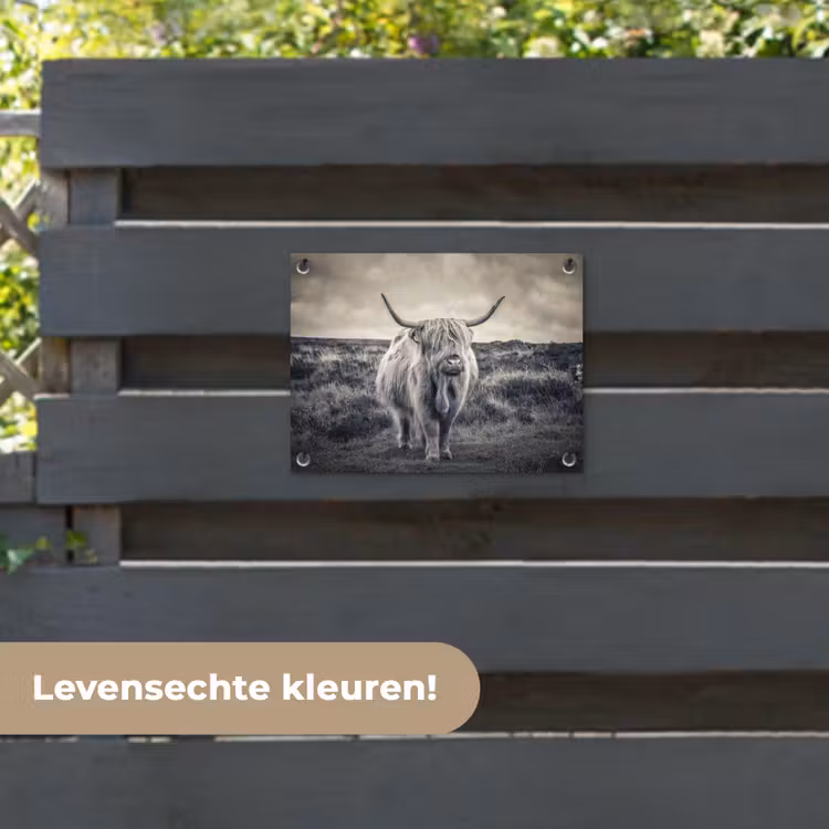 Tuinposter - Schotse hooglander - Dieren - Wolken - Koe - Natuur — 6